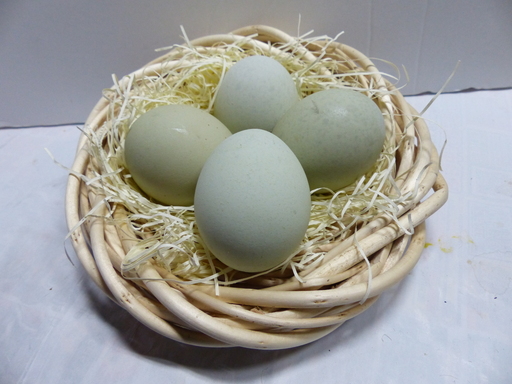 アローカナ卵
