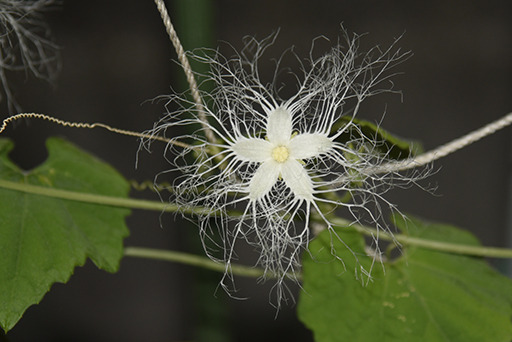 烏瓜の花